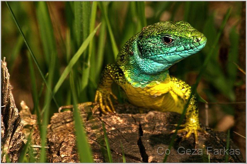 23_green _lizard.jpg - Green lizard, published in BIOLOGY TEXTBOOK for the Serbian primary students, BIGZ 2009